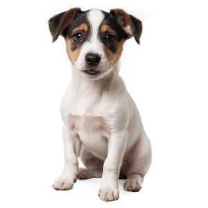 Small Jack Russell Puppy PNG 2 PNG