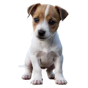 Small Jack Russell Puppy PNG Sit79 PNG