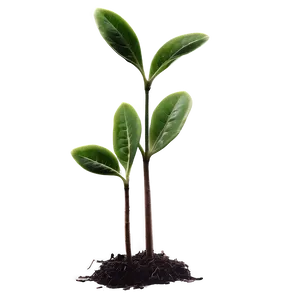 Small Plant Closeup PNG 22