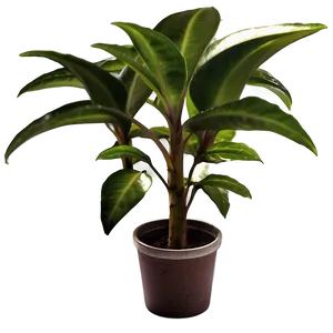 Small Plant Closeup PNG 61