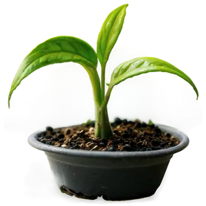 Small Plant Closeup PNG 96