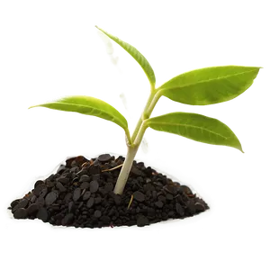 Small Plant Closeup PNG Cxc