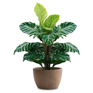 Small Plant In Corner PNG Gyg25