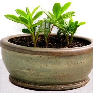 Small Plant In Kitchen PNG 06132024
