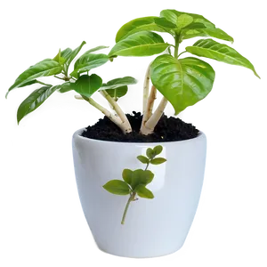 Small Plant In Kitchen PNG Fkk46