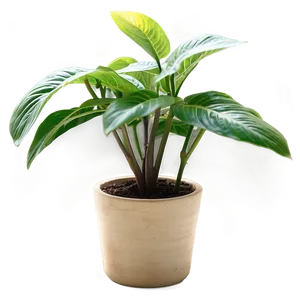 Small Plant In Natural Light Png 06132024 PNG image