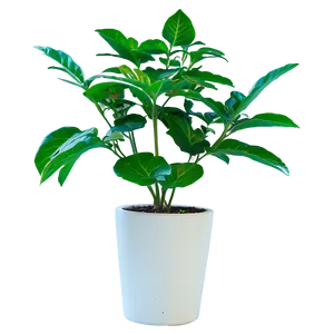 Small Plant In Natural Light Png Bkq95 PNG image