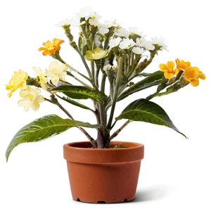 Small Plant With Flowers Png Hly PNG image