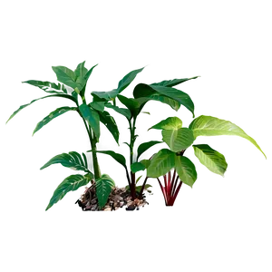 Small Plant With Long Leaves PNG 29