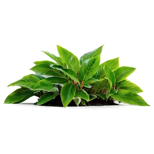 Small Plant With Long Leaves PNG Lpi PNG