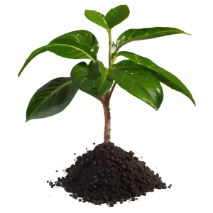Small Plant With Soil PNG 06132024