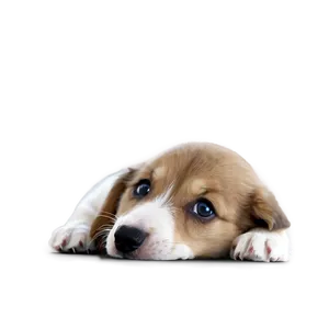 Small Puppy Nose PNG 06272024 PNG