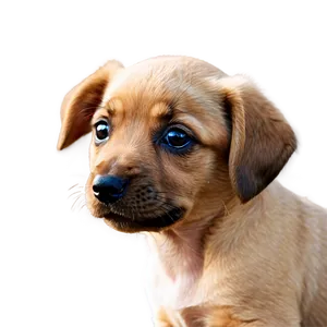 Small Puppy Nose PNG 06272024 PNG