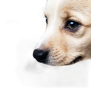 Small Puppy Nose PNG 72 PNG