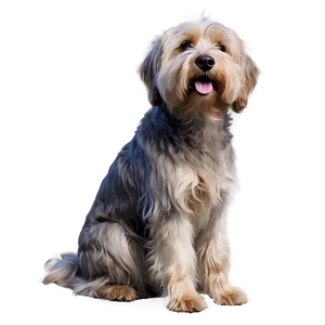 Small Shaggy Dog Image PNG 36 PNG