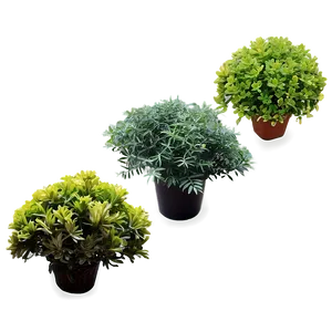 Small Shrubs PNG Bnp12 PNG