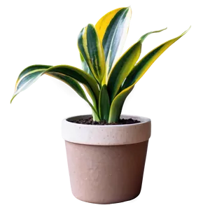 Small Snake Plant Png 82 PNG image