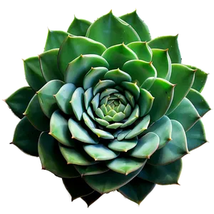 Small Succulent Png 71 PNG image