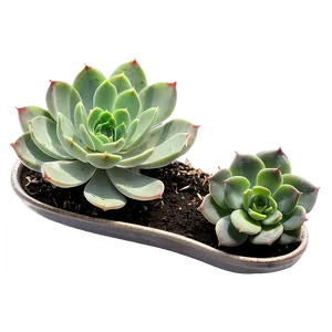 Small Succulent Png Ble PNG image