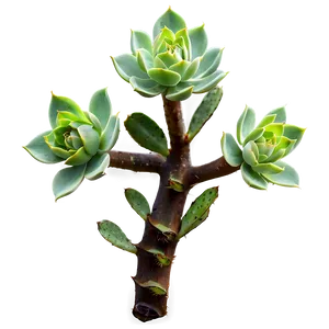 Small Succulent Png Xkb31 PNG image