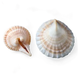 Small To Large Shells PNG Qtp
