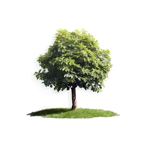 Small Tree In Field PNG 06132024 PNG