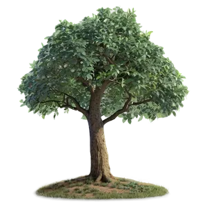 Small Tree In Field PNG Goe PNG