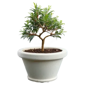 Small Tree In Pot PNG 96