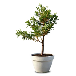 Small Tree In Pot PNG His25 PNG