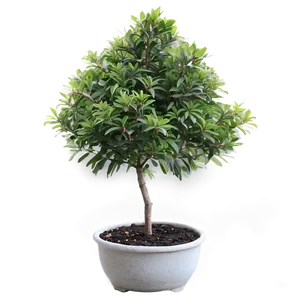 Small Tree In Pot PNG Lcj