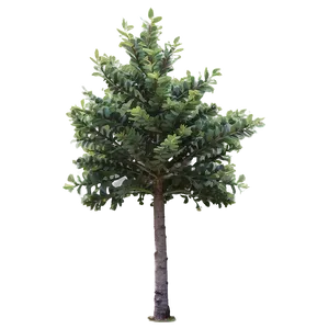 Small Tree No Background Png 06132024 PNG image