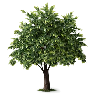 Small Tree Shade PNG Fxk68 PNG