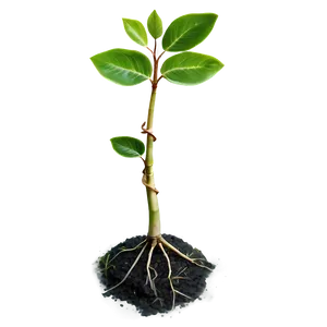 Small Tree Sprout PNG 06132024