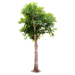 Small Tree Sunset PNG 06132024 PNG