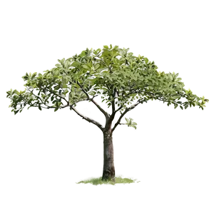 Small Tree With Bird PNG Ths53 PNG