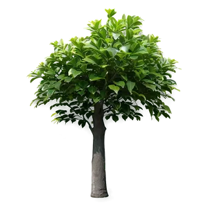 Small Tree With Leaves Png 1 PNG image