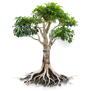 Small Tree With Roots PNG Wxu65 PNG