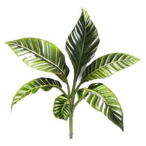 Small Tropical Plant PNG 58