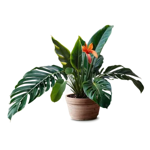 Small Tropical Plant PNG Ekv PNG
