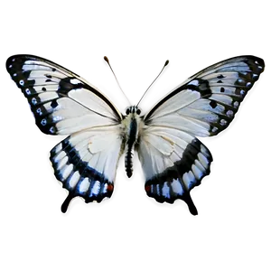 Small White Butterfly Png 06122024 PNG image