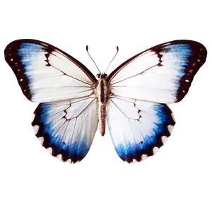 Small White Butterfly Png 32 PNG image