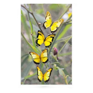 Small Yellow Butterfly PNG Rje44 PNG