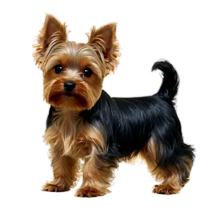 Small Yorkie PNG 06242024