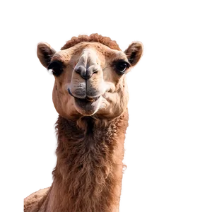 Smiling Camel PNG 05212024