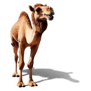 Smiling Camel Png 18 PNG image