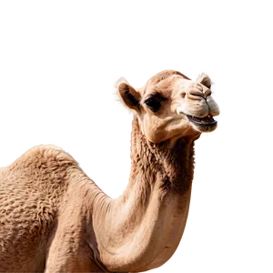 Smiling Camel Png Pxy PNG image