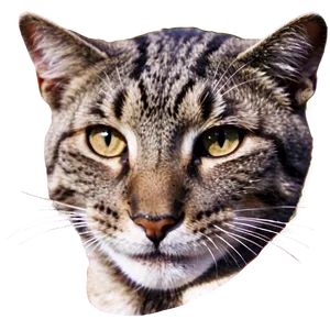 Smiling Cat Face PNG 46