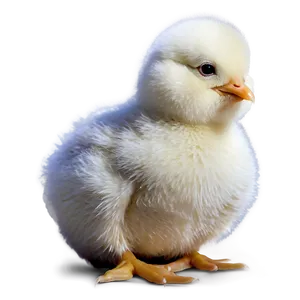 Smiling Chick PNG 05242024