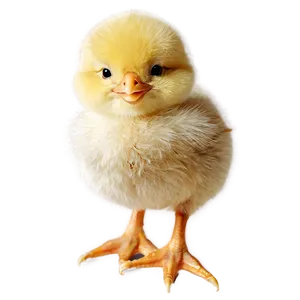 Smiling Chick PNG 05242024