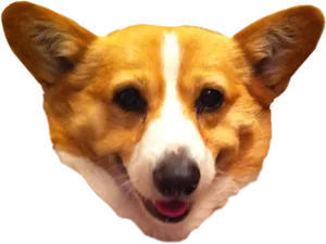 Smiling Corgi Headshot.png